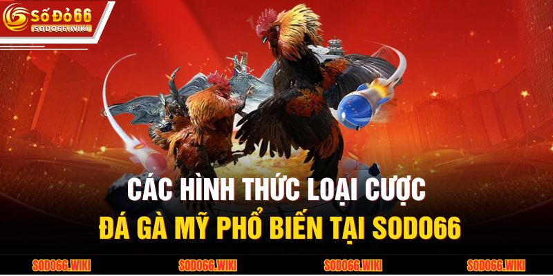 Đá Gà Mỹ – Sự Lựa Chọn Đỉnh Cao Của Người Đam Mê Tốc Độ 4 Các hình thức loại cược đá gà Mỹ phổ biến tại SODO66