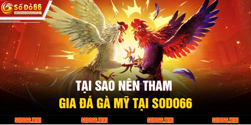Đá Gà Mỹ – Sự Lựa Chọn Đỉnh Cao Của Người Đam Mê Tốc Độ 3 Tại sao nên tham gia đá gà Mỹ tại SODO66
