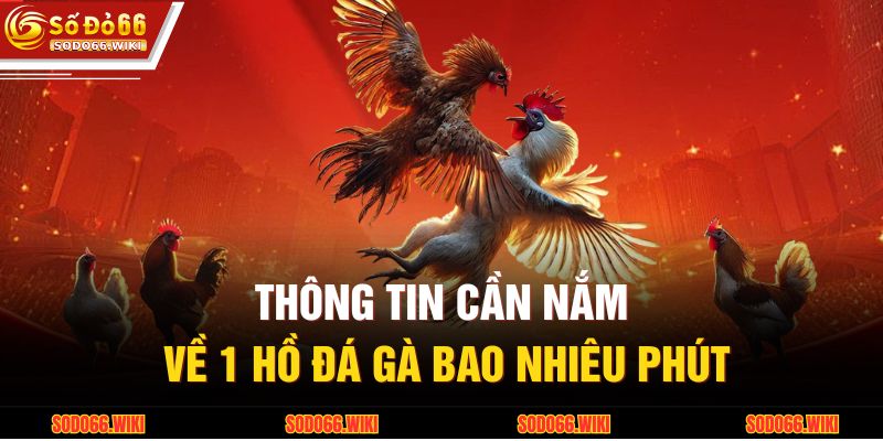 Thông tin cần nắm về 1 hồ đá gà bao nhiêu phút