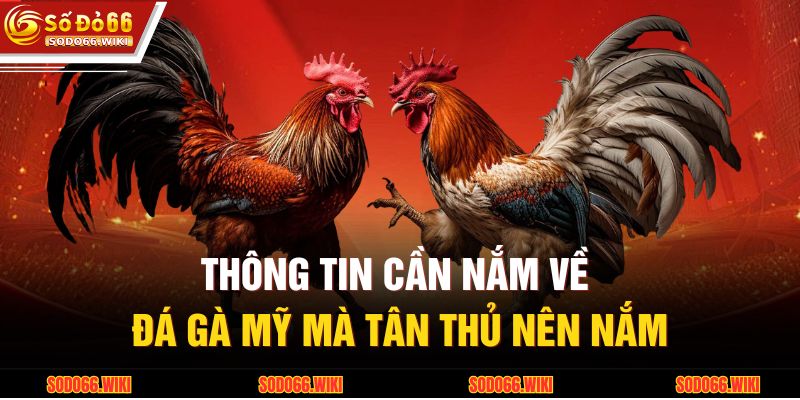 Đá Gà Mỹ – Sự Lựa Chọn Đỉnh Cao Của Người Đam Mê Tốc Độ 2 Thông tin cần nắm về đá gà Mỹ mà tân thủ nên nắm